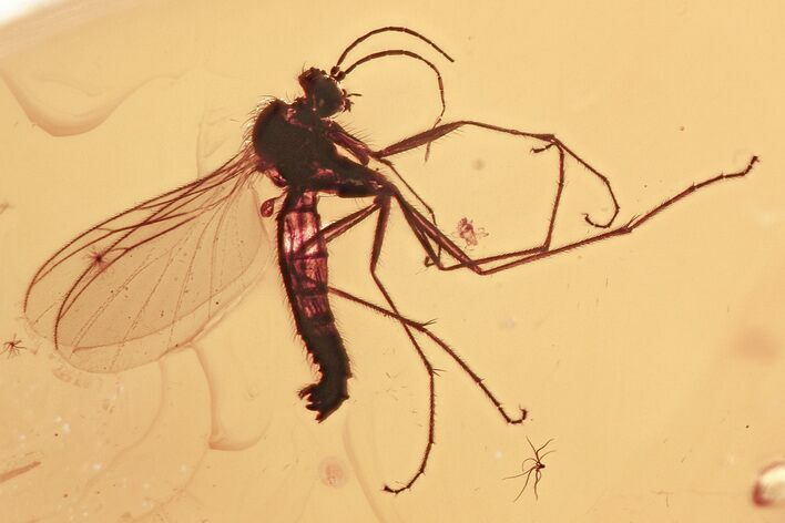 Detailed Fossil Fungus Gnat (Mycetophilidae) In Baltic Amber #357839